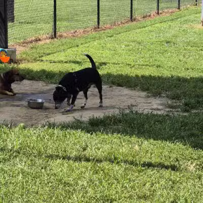 Ozark Dog Park - Arnold, MO