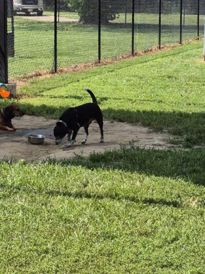 Ozark Dog Park - Arnold, MO