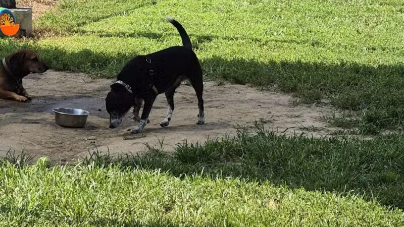 Ozark Dog Park - Arnold, MO