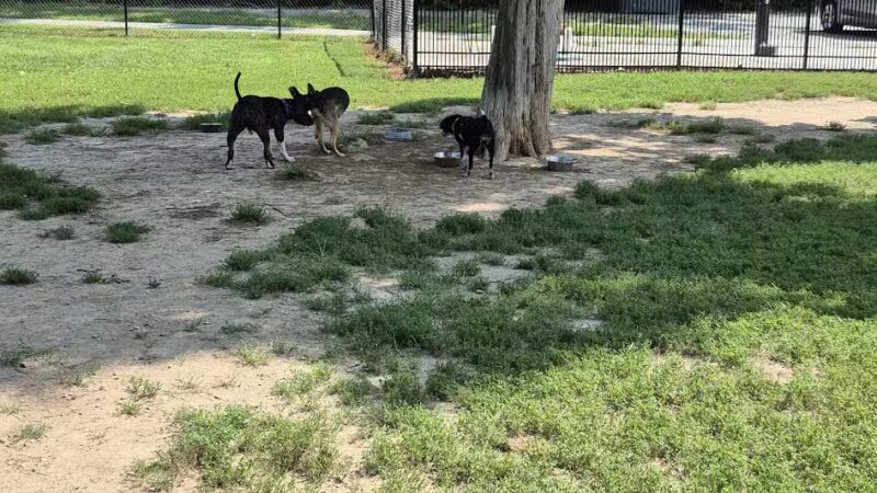Ozark Dog Park - Arnold, MO