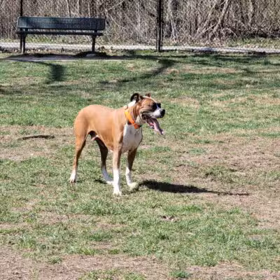 Ozark Dog Park - Arnold,