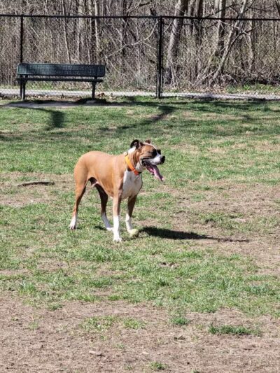 Ozark Dog Park - Arnold,