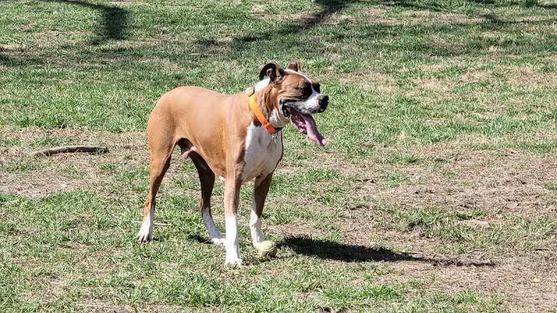 Ozark Dog Park - Arnold,