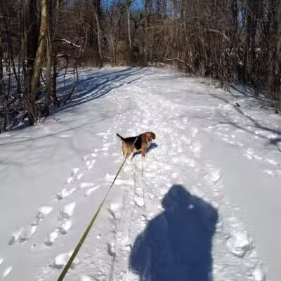 Ozark Dog Park - Arnold,