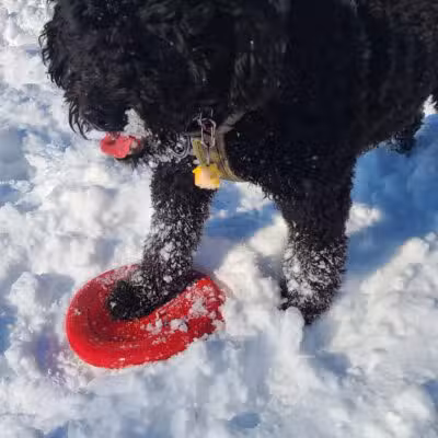 Ozark Dog Park - Arnold,