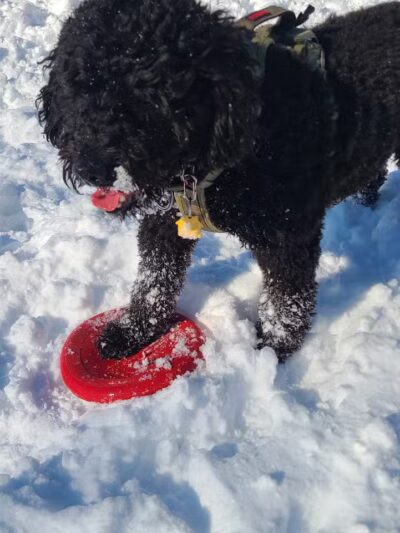 Ozark Dog Park - Arnold,