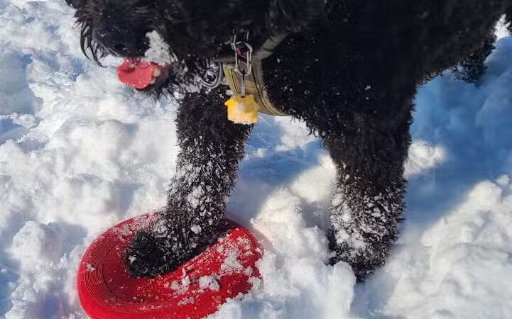 Ozark Dog Park - Arnold,