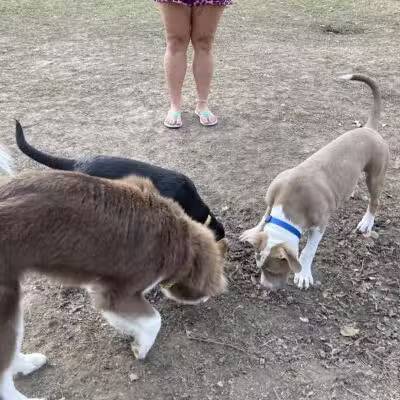 Ozark Dog Park - Arnold,
