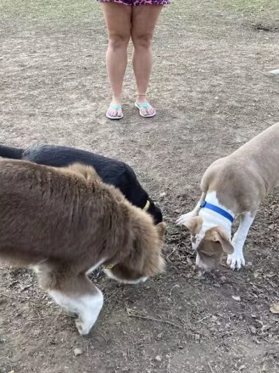 Ozark Dog Park - Arnold,