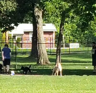 Ozark Dog Park - Arnold,