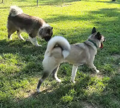 Ozark Dog Park - Arnold,