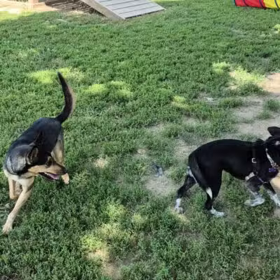 Ozark Dog Park - Arnold, MO