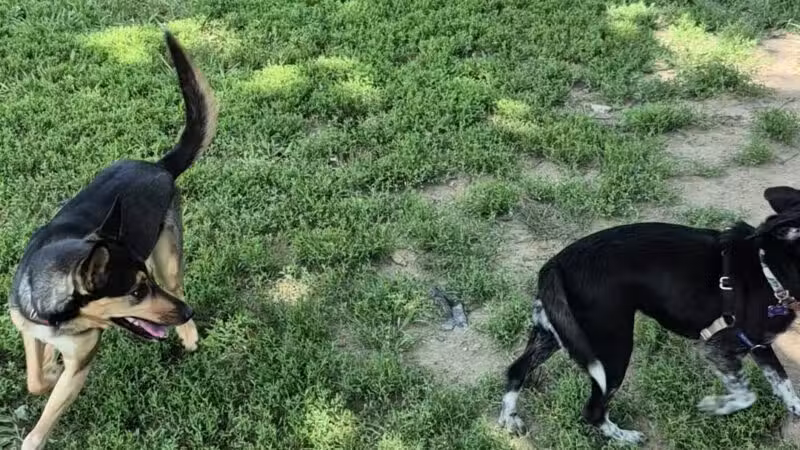 Ozark Dog Park - Arnold, MO