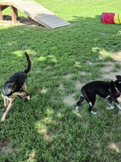 Ozark Dog Park - Arnold, MO