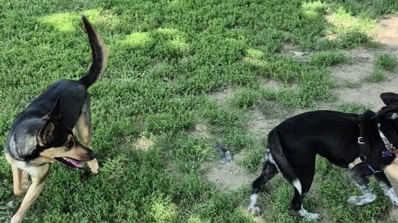 Ozark Dog Park - Arnold, MO