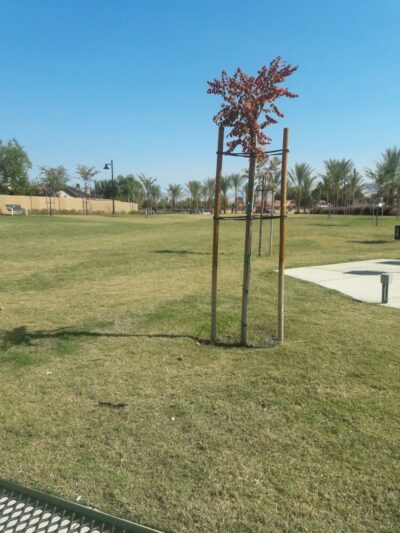 Las Palmas Park - Arvin, CA