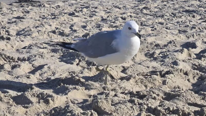 Asbury Park-Beach NJ - Asbury Park, NJ