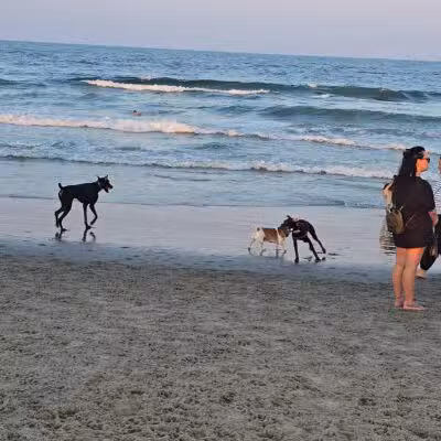 Asbury Park Dog Beach - Asbury Park, NJ