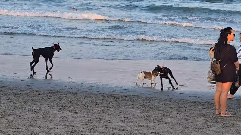 Asbury Park Dog Beach - Asbury Park, NJ