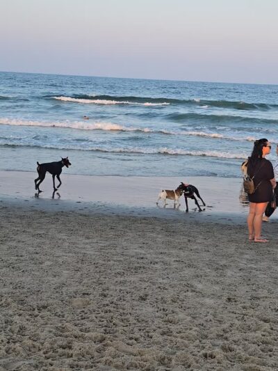 Asbury Park Dog Beach - Asbury Park, NJ