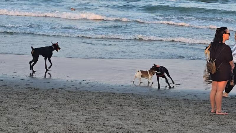 Asbury Park Dog Beach - Asbury Park, NJ