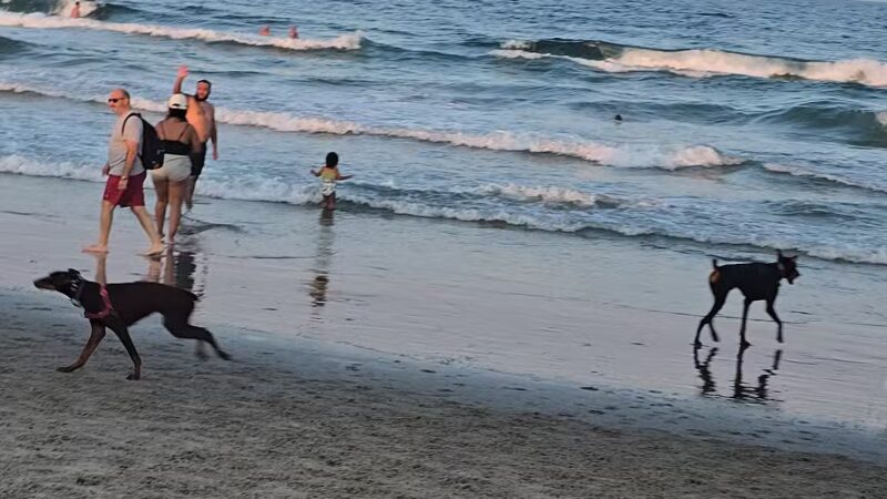 Asbury Park Dog Beach - Asbury Park, NJ