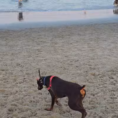 Asbury Park Dog Beach - Asbury Park, NJ