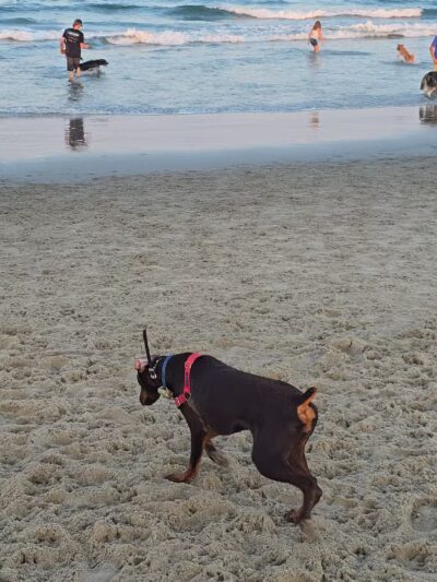 Asbury Park Dog Beach - Asbury Park, NJ