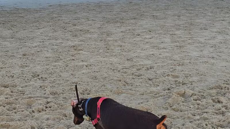 Asbury Park Dog Beach - Asbury Park, NJ