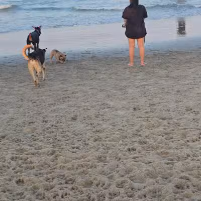 Asbury Park Dog Beach - Asbury Park, NJ