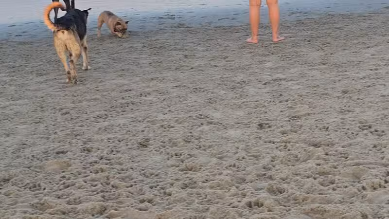 Asbury Park Dog Beach - Asbury Park, NJ