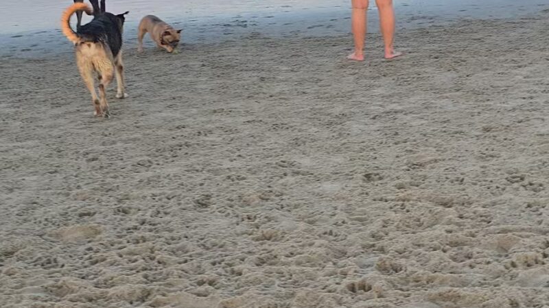Asbury Park Dog Beach - Asbury Park, NJ