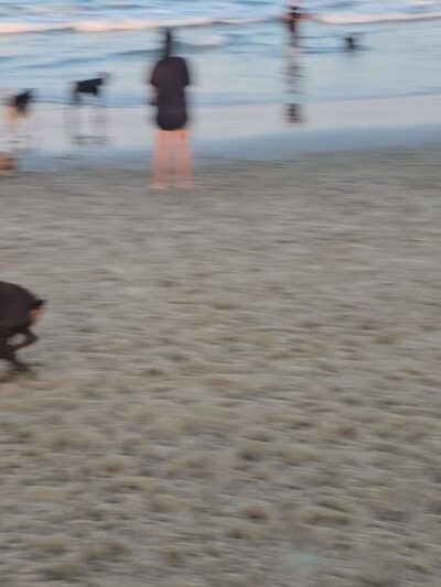 Asbury Park Dog Beach - Asbury Park, NJ