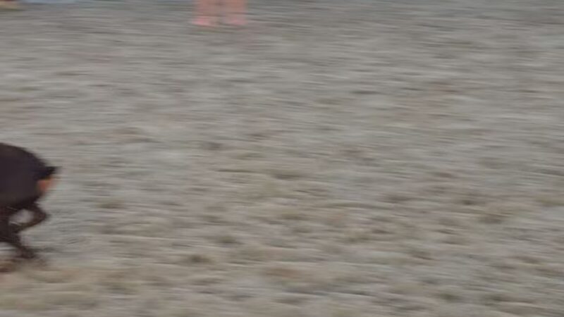 Asbury Park Dog Beach - Asbury Park, NJ