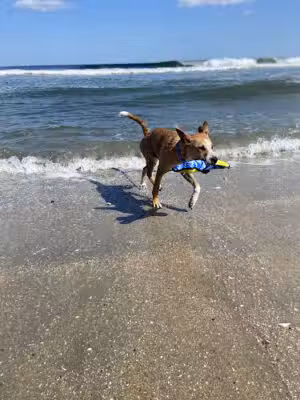 Asbury Park Dog Beach - Asbury Park, NJ