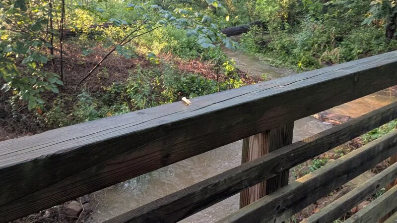 Central Park - One Loudoun - Ashburn, VA