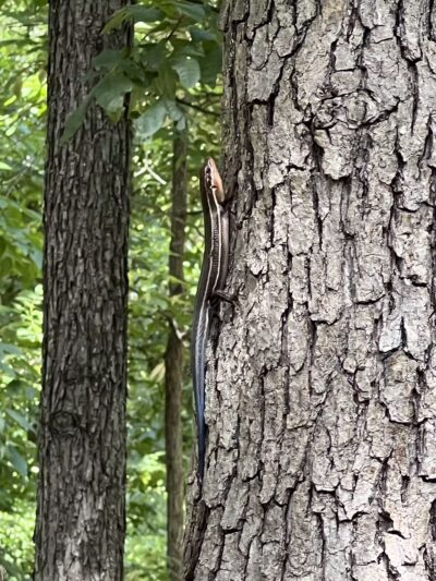 Central Park - One Loudoun - Ashburn, VA