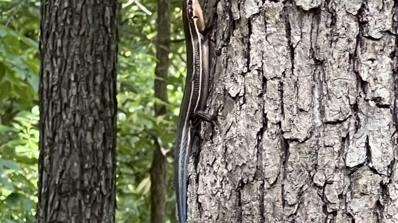 Central Park - One Loudoun - Ashburn, VA