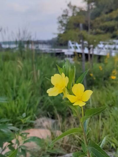 Reservoir Park - Ashburn, VA