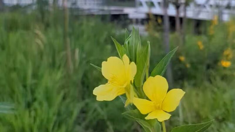 Reservoir Park - Ashburn, VA