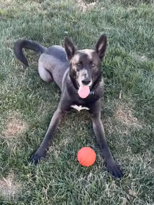A Dog's Day Out - Ashburn, VA