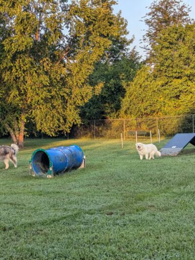 Taylor Park Dog Park - Ashland, VA