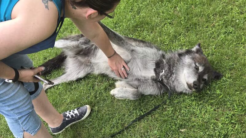 Rustic Retreat Deer Park - Athelstane, WI