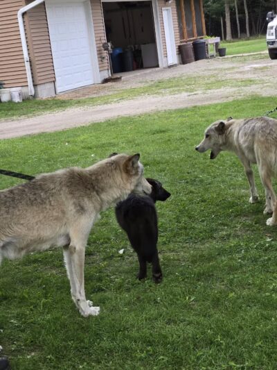 Rustic Retreat Deer Park - Athelstane, WI