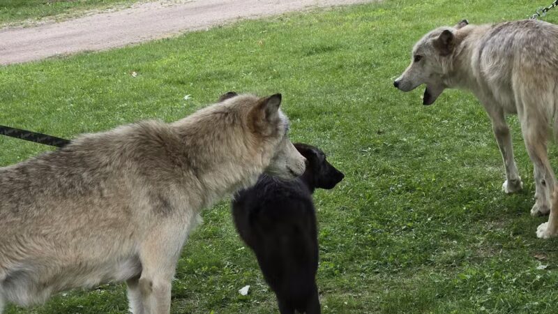 Rustic Retreat Deer Park - Athelstane, WI