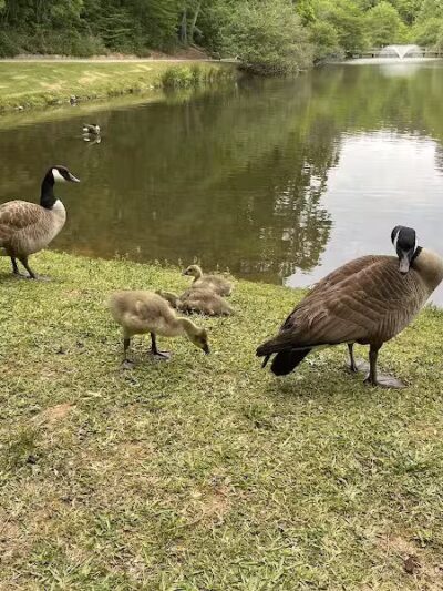 Athens Memorial Dog Park - Athens,
