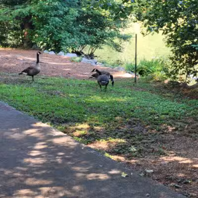 Athens Memorial Dog Park - Athens, GA