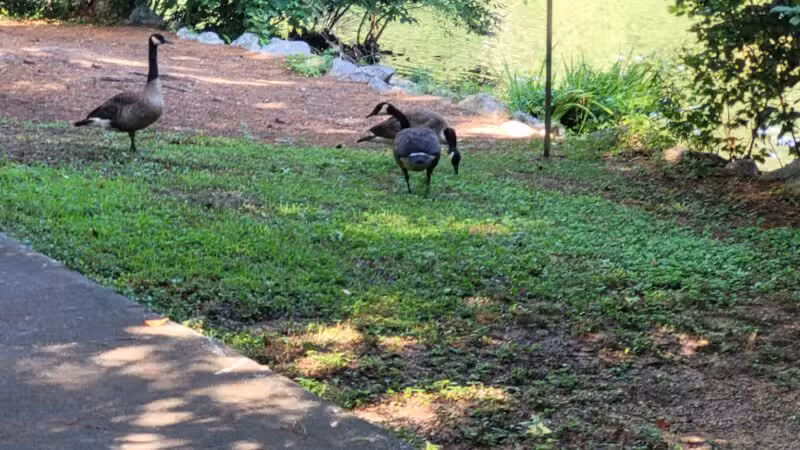 Athens Memorial Dog Park - Athens, GA