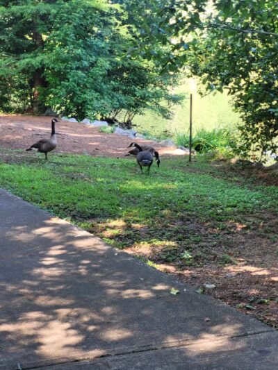 Athens Memorial Dog Park - Athens, GA