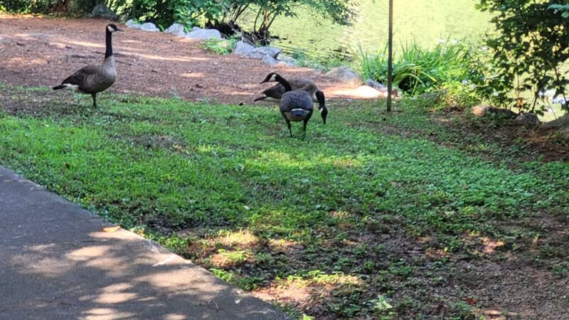 Athens Memorial Dog Park - Athens, GA